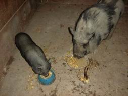 pigletmama-eating.jpg