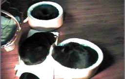 cat-astrophe2.jpg