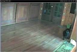 catcam1c.jpg