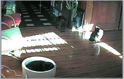 catcam1d.jpg