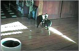 catcam1e.jpg