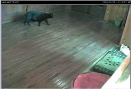 catcam8.jpg