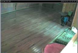 catcam9.jpg