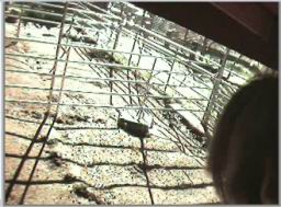 pigcam2.jpg