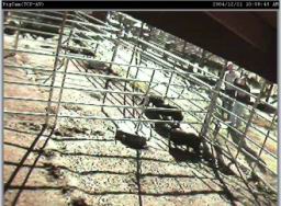 pigcam3.jpg